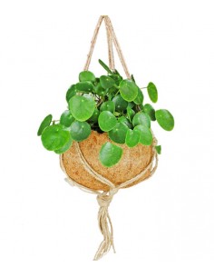 Pilea in fibra di cocco XL
