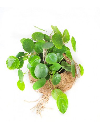 Pilea in fibra di cocco XL