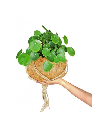 Pilea in fibra di cocco XL
