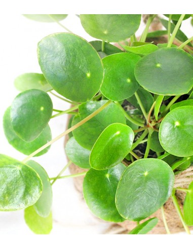 Pilea in fibra di cocco XL