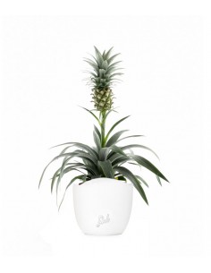 Pineapple Corona| Pianta...