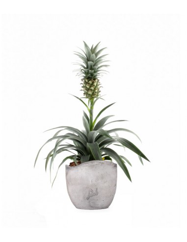 Pineapple Corona| Pianta ananas