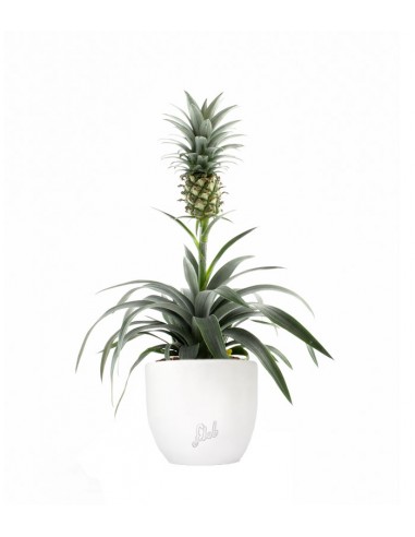 Pineapple Corona| Pianta ananas