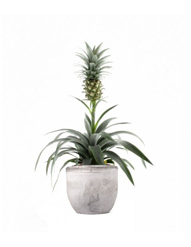 Pineapple Corona| Pianta ananas