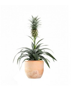 Pineapple Corona| Pianta... 2