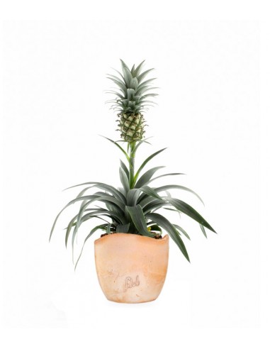 Pineapple Corona| Pianta ananas