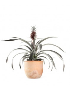 Pineapple Pacifico | Ananas...