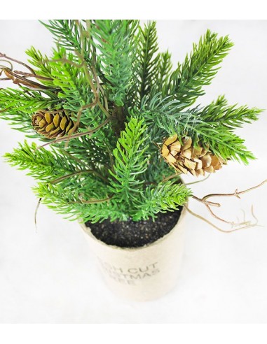 Pino in miniatura