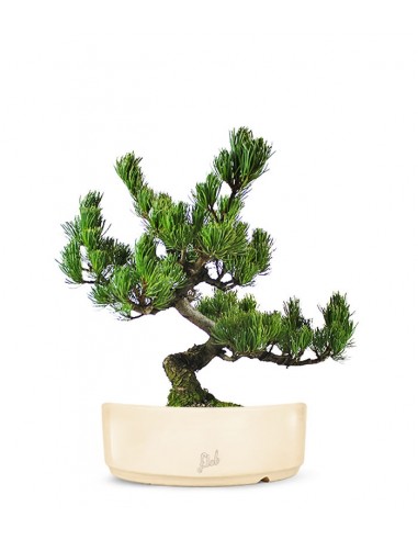 Pino Pentaphilla Giapponese Pino Pentaphilla Giapponese