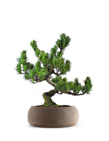 Pino Pentaphilla Giapponese Pino Pentaphilla Giapponese