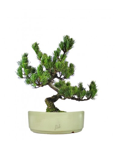 Pino Pentaphilla Giapponese Pino Pentaphilla Giapponese