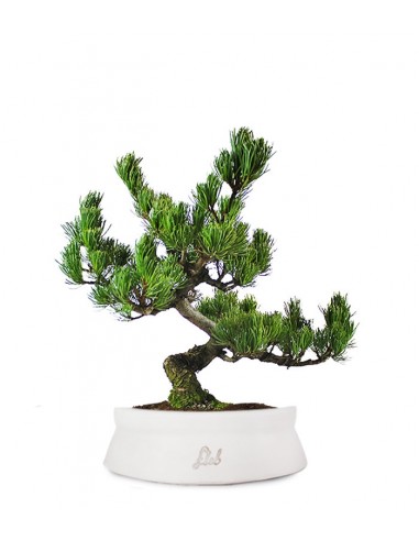 Pino Pentaphilla Giapponese Pino Pentaphilla Giapponese