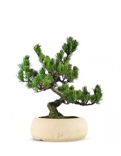 Pino Pentaphilla Giapponese 2