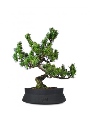 Pino Pentaphilla Giapponese Pino Pentaphilla Giapponese