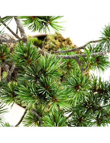 Pinus Pentaphilla