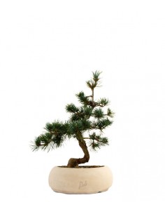 Pinus Pentaphilla M