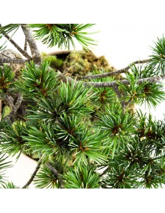 Pinus Pentaphilla M 2
