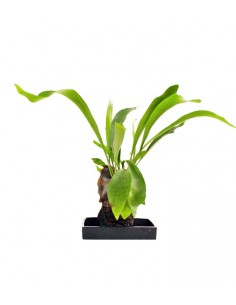 Platycerium su roccia lavica