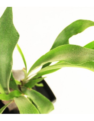 Platycerium su roccia lavica