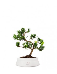 Podocarpus