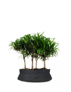 Podocarpus Boschetto L