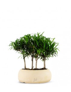 Podocarpus Boschetto L 2