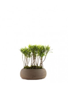 Podocarpus Boschetto S 2