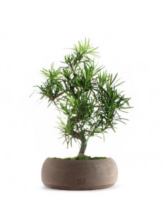 Podocarpus L