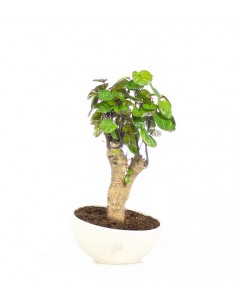 Polyscias Fabian vaso...