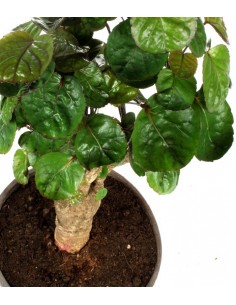 Polyscias Fabian vaso... 2