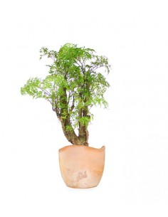 Polyscias Fruticosa 2