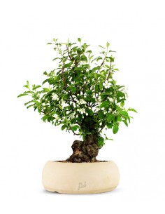 Prunus Mume XL