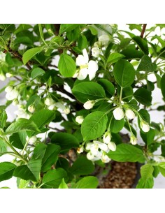 Prunus Mume XL 2