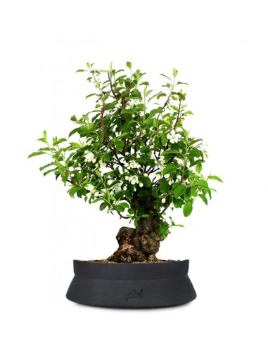 Prunus Mume XL Prunus Mume XL