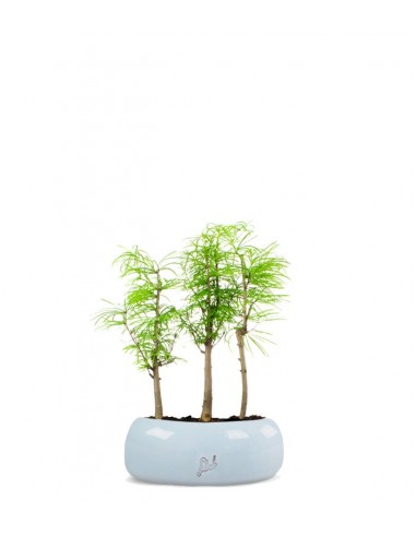 Pseudolarix boschetto