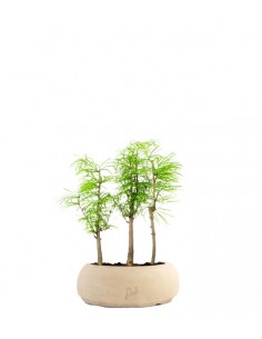 Pseudolarix boschetto 2