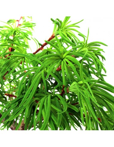 Pseudolarix boschetto Pseudolarix boschetto