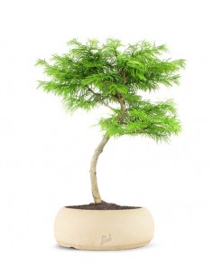 Pseudolarix L