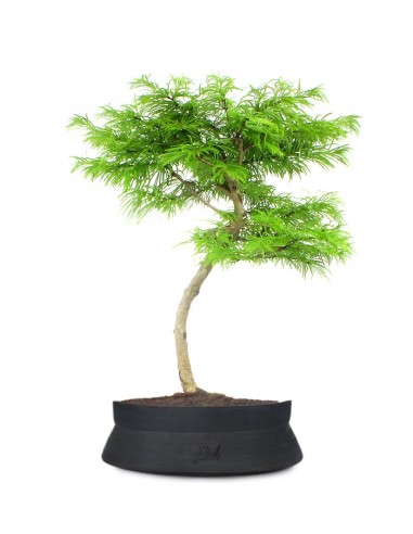 Pseudolarix L Pseudolarix L