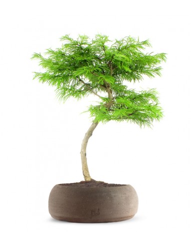 Pseudolarix L Pseudolarix L