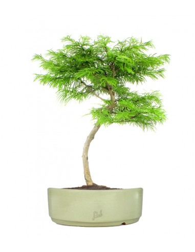 Pseudolarix L Pseudolarix L