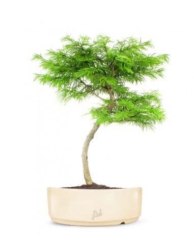 Pseudolarix L Pseudolarix L