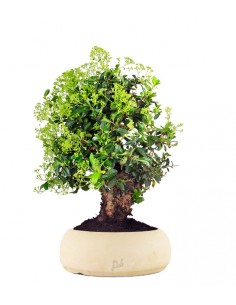 Pyracantha coccinea  2