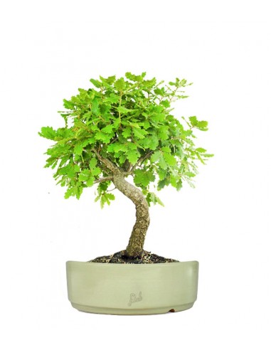 Quercia Impalcata Quercia Impalcata