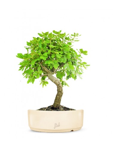 Quercia Impalcata Quercia Impalcata