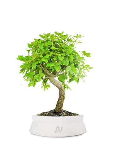 Quercia Impalcata Quercia Impalcata