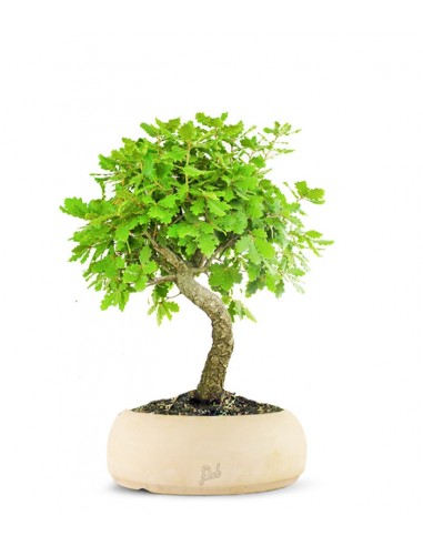 Quercia Impalcata Quercia Impalcata