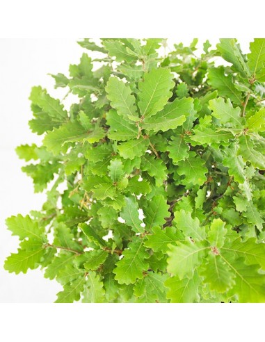 Quercia Impalcata Quercia Impalcata