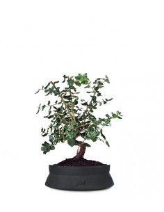 Quercia sughera impalcata