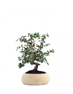 Quercia sughera impalcata 2